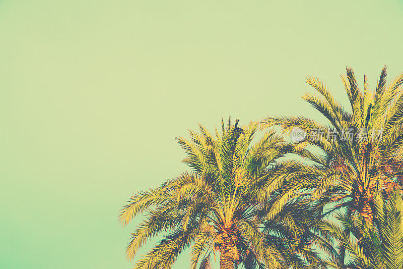 棕榈树在色调浅蓝绿色天空背景。60年代复古风格文本复制空间。热带植物。海滨海滩度假。时髦复古色调