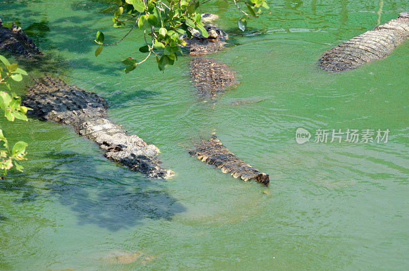 鳄鱼(类似短吻鳄的爬行动物)生活在深色水面上。
