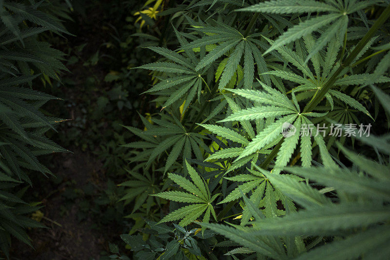 大麻植物、树叶