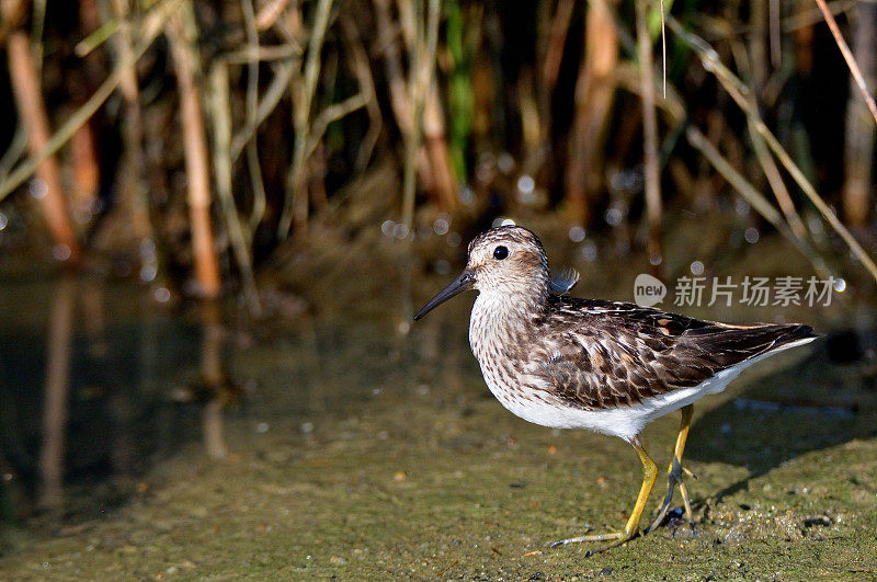 《沼泽最小矶鹞渡