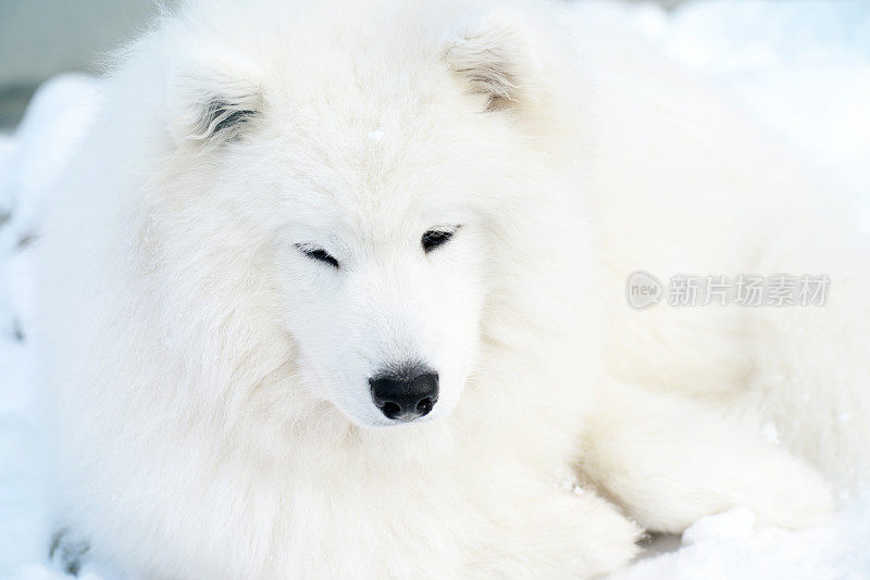 萨摩耶犬(冬天)
