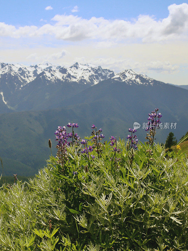 野花，雪山，春天，飓风山，奥林匹克国家公园，西澳