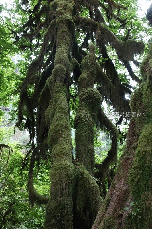 树上的苔藓，何氏雨林，奥林匹克国家公园，华盛顿