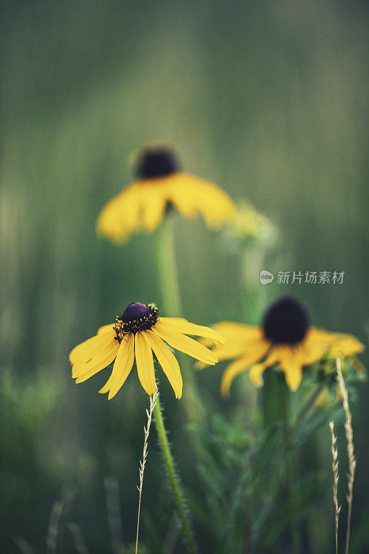 黑暗的本质。黄昏美丽的野花。花浸