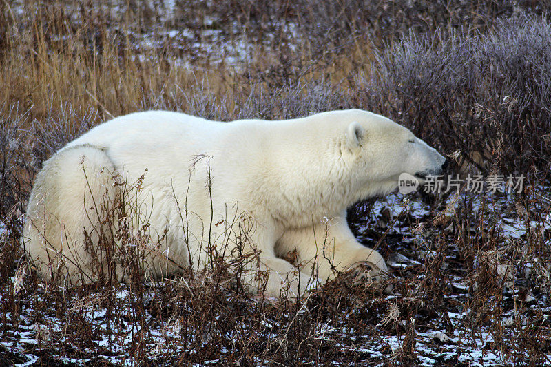北极熊-丘吉尔-哈德逊湾-加拿大