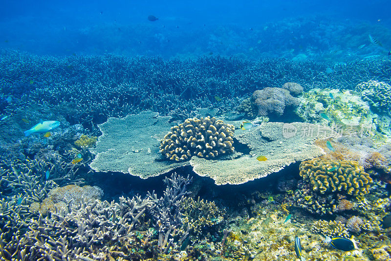 印度洋珊瑚礁上的热带珊瑚。水下浮潜