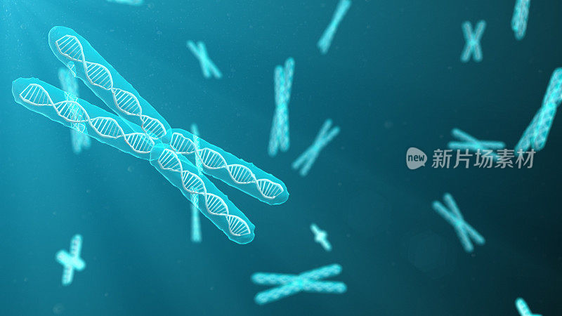 染色体有机体遗传物质的DNA分子