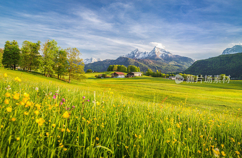 春天，阿尔卑斯山田园般的山景和盛开的草地