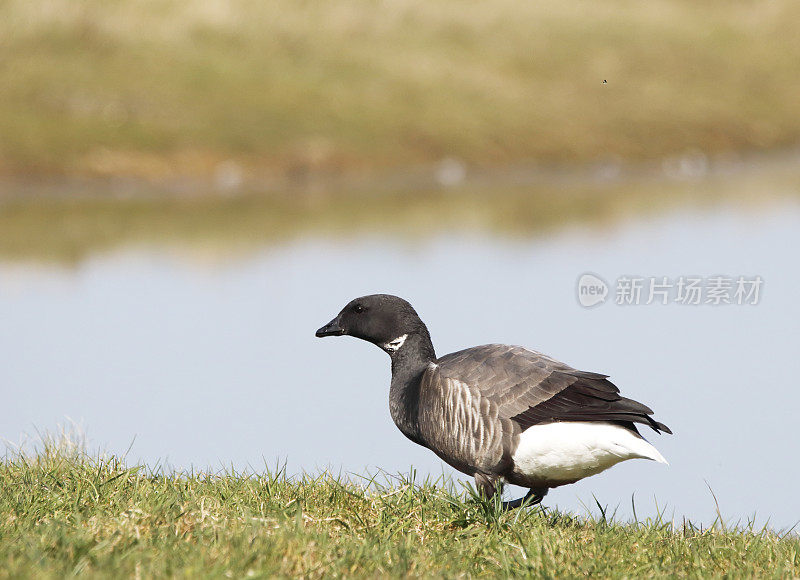 布伦特鹅（布兰塔·伯尼克拉）