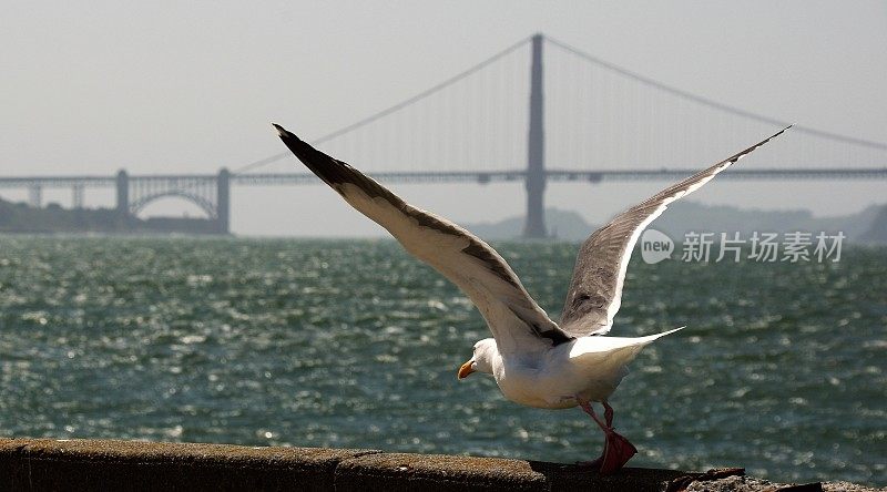 海鸟在行动