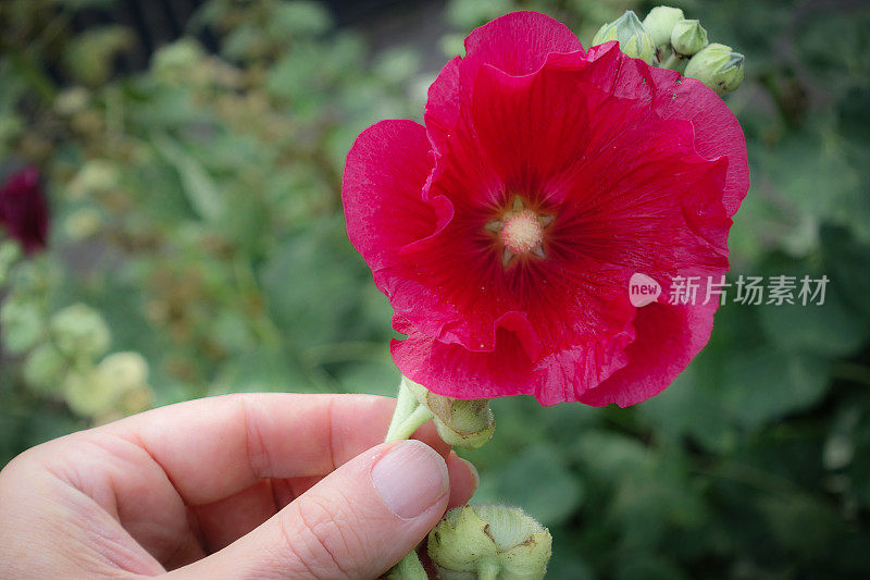 最后剩下的蜀葵在长茎上开花