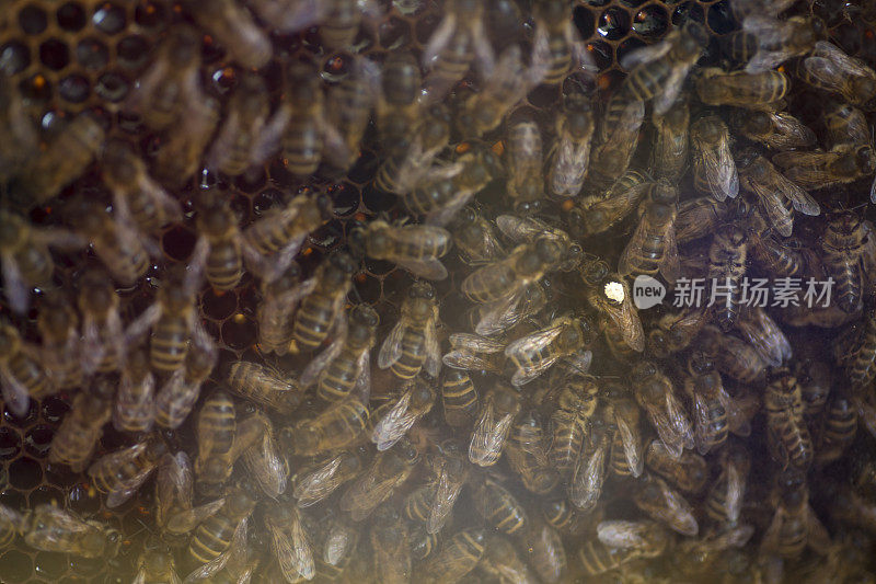 蜜蜂，重要且濒临灭绝