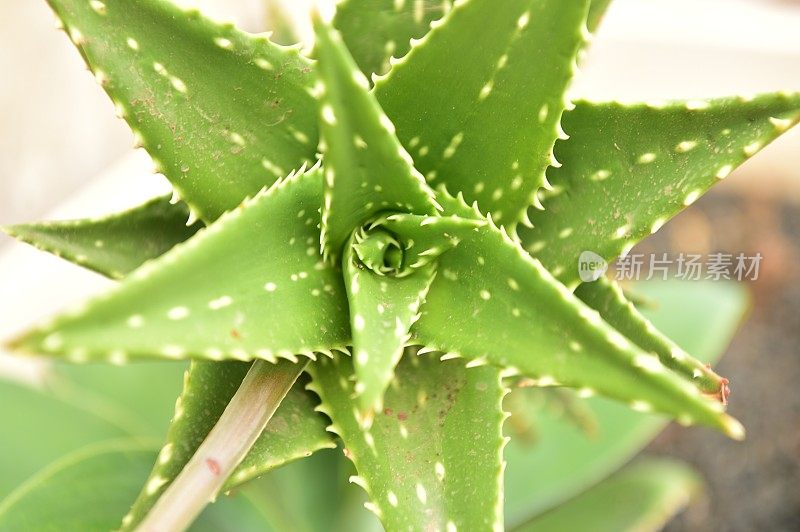 肉质植物