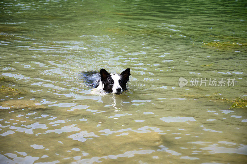 狗在湖里游泳