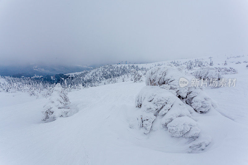 雪后冰雪覆盖的冷杉林和冬日灰蒙蒙的天空。喀尔巴阡山脉,乌克兰。