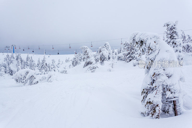 雪后冰雪覆盖的冷杉林和冬日灰蒙蒙的天空。喀尔巴阡山脉,乌克兰。