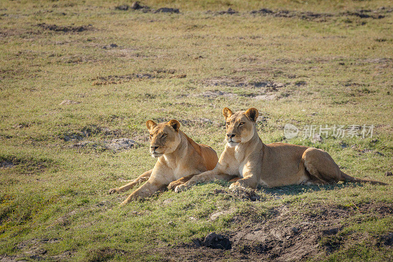 两个母狮。丘比河，博茨瓦纳，非洲