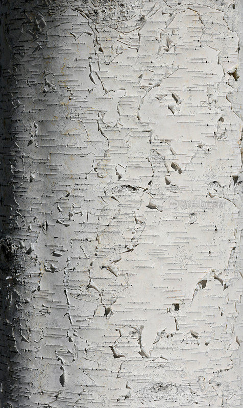 白桦树皮,阿拉斯加