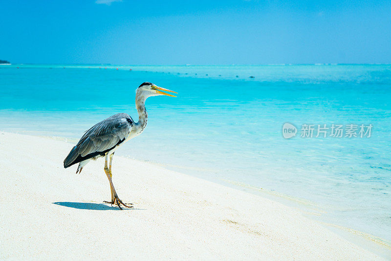 马尔代夫南阿里环礁太阳岛度假胜地沙滩上的苍鹭