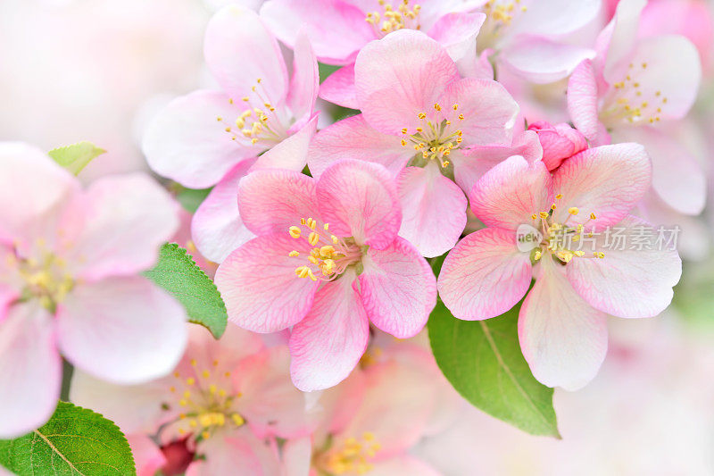 苹果花特写