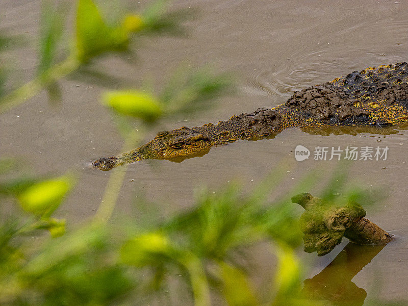 鳄鱼——纳米比亚