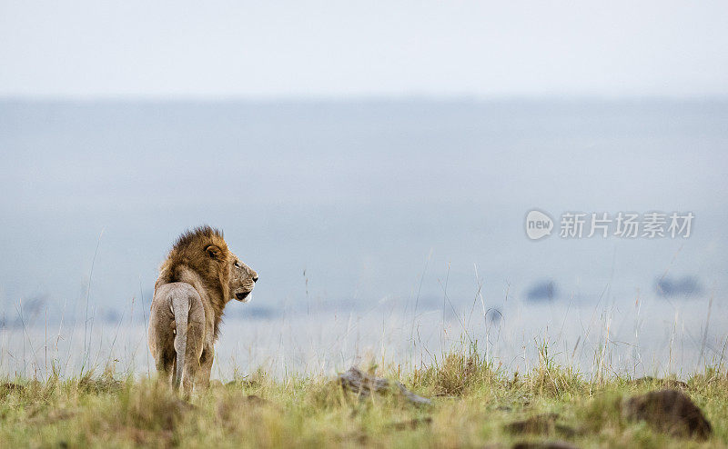 马赛马拉国家公园雄狮的后视图。