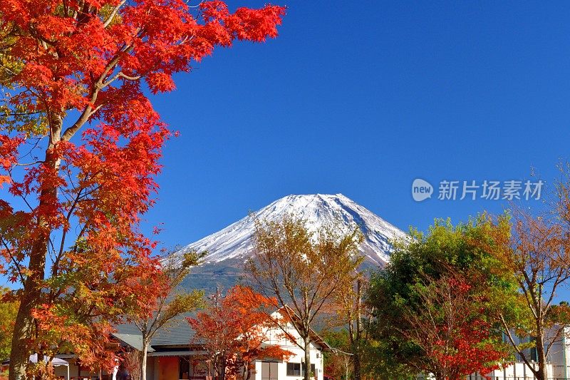 富士山和秋叶色，拍摄于富士五湖地区和富士宫市