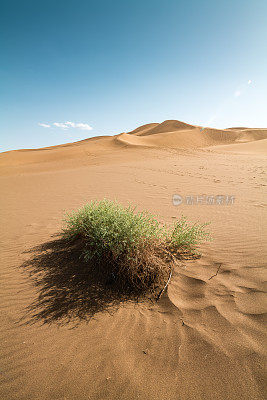 植物在沙漠