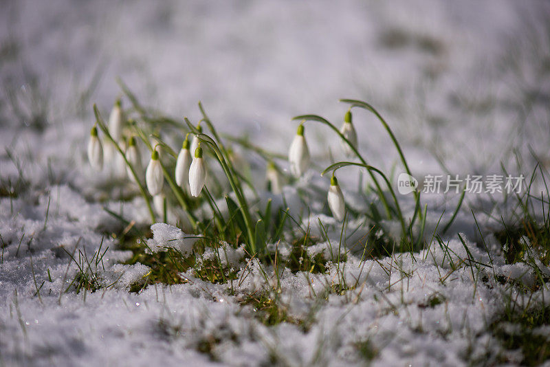 雪花莲在雪