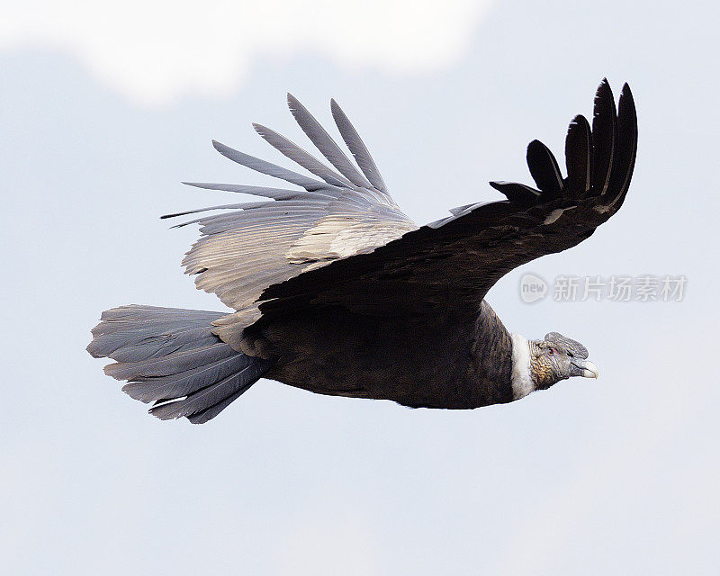 一只成年的安第斯秃鹰在安第斯中部上空翱翔