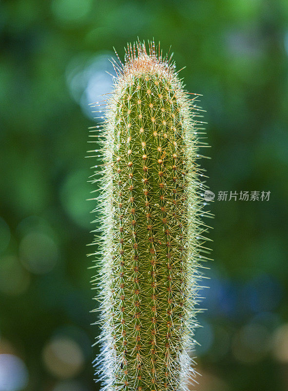 仙人掌植物，近处