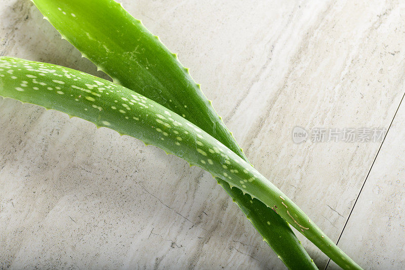 芦荟植物