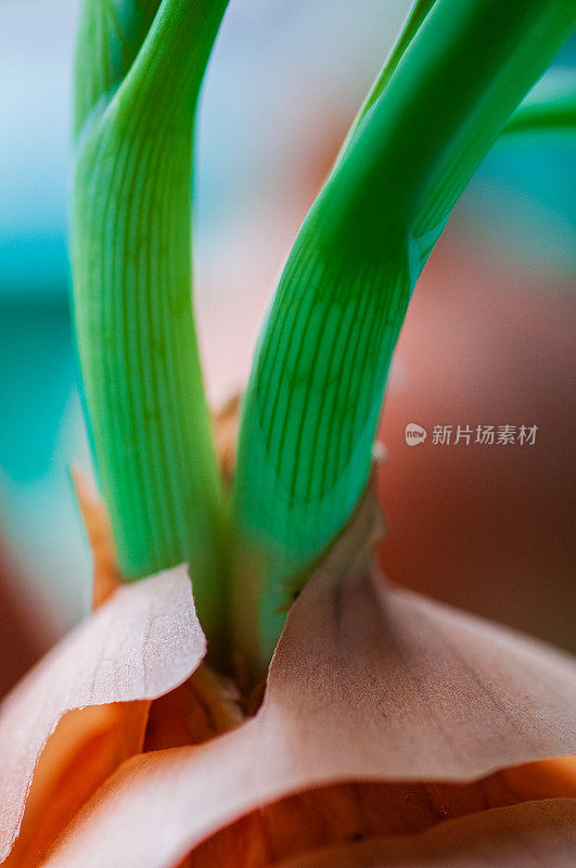 绿洋葱韭菜特写。