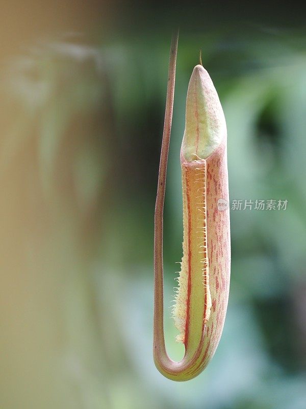 热带猪笼草花卉