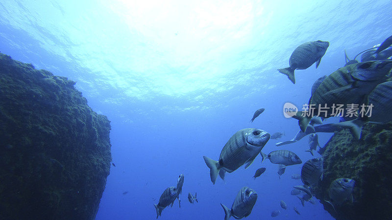 马尾鱼或白色的鲷鱼(马尾鱼)游过马德拉岛海岸的珊瑚礁