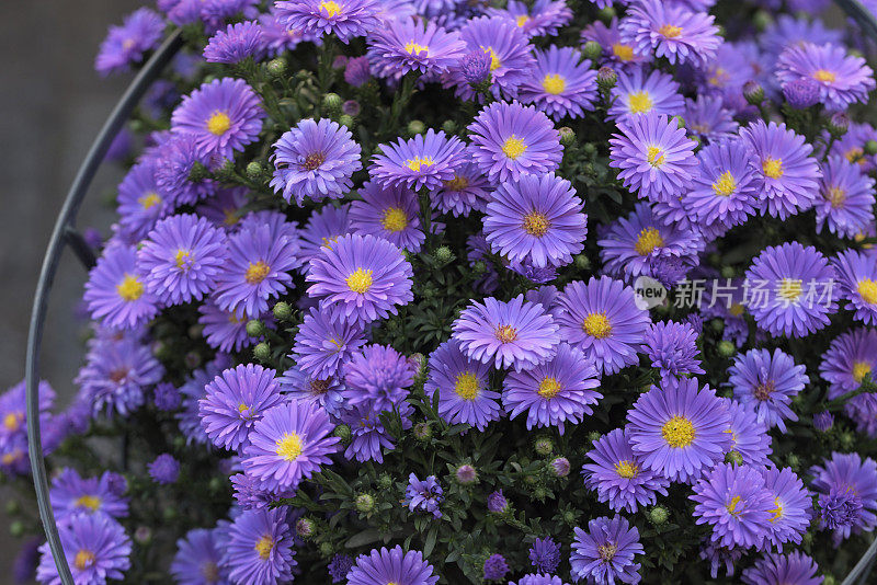 丁香花非洲菊菊植物园艺背景