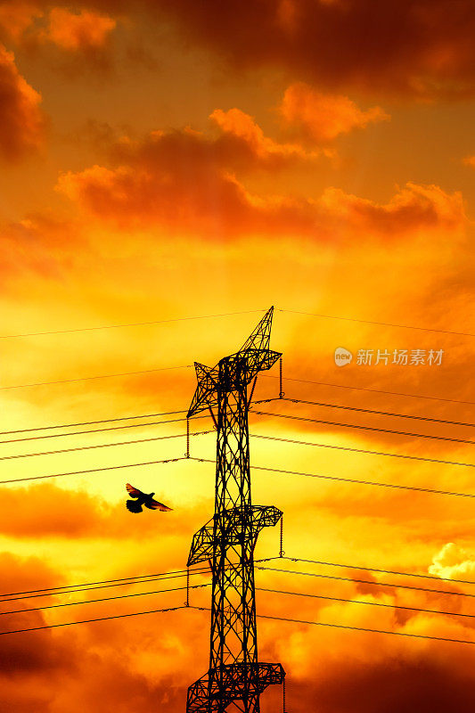 电力线和飞鸟掠过橙色夕阳