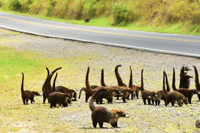一群长尾浣熊停在路边，其中一只站在右边