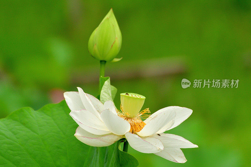 荷花:白色