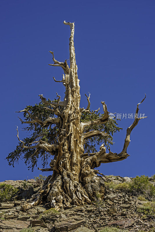 狐尾松，龙松，加州白山，一些现存最古老的树，Inyo国家森林，古狐尾松森林，加州;既有活的也有死的。