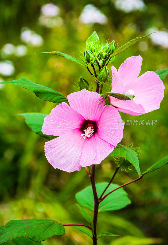 粉色的芙蓉