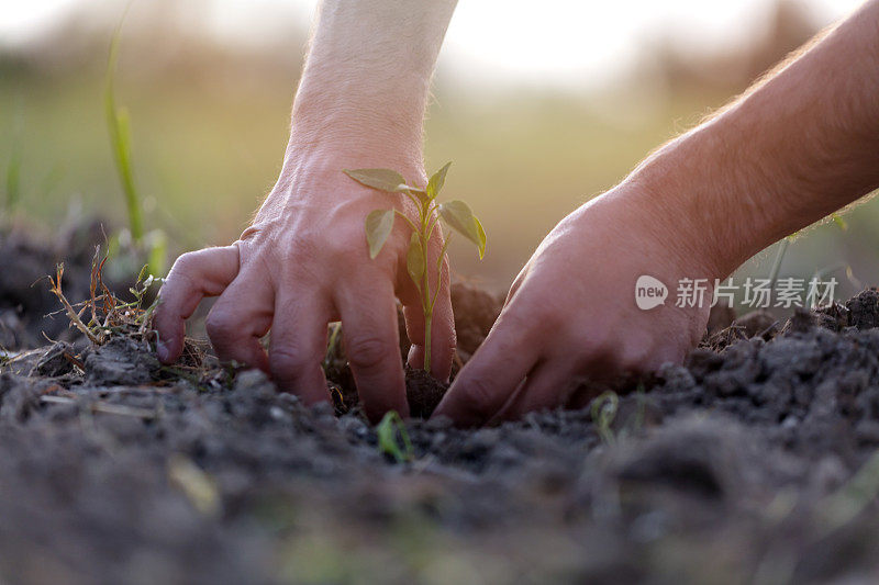 农民在有机花园里种苗