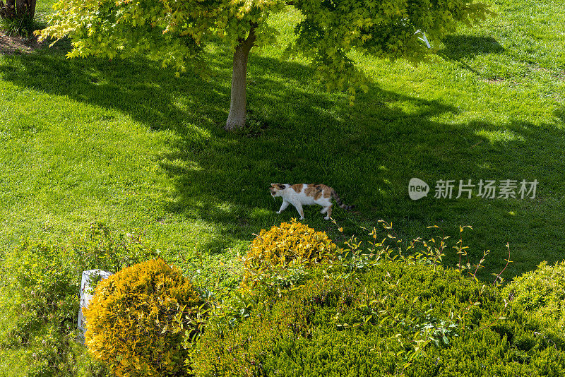 猫在花园里散步