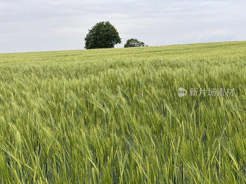 春天的麦田和树梢