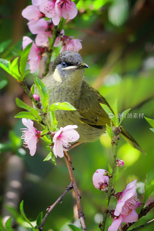 莱温斯蜂蜜食蜜者