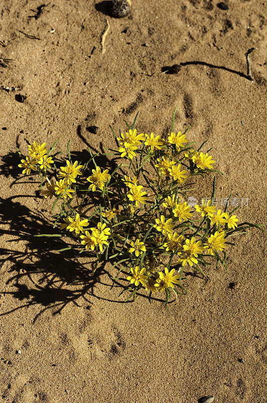 红岩峡谷国家自然保护区内华达的黄舌草，黄色的花，雨后盛夏盛开，菊科