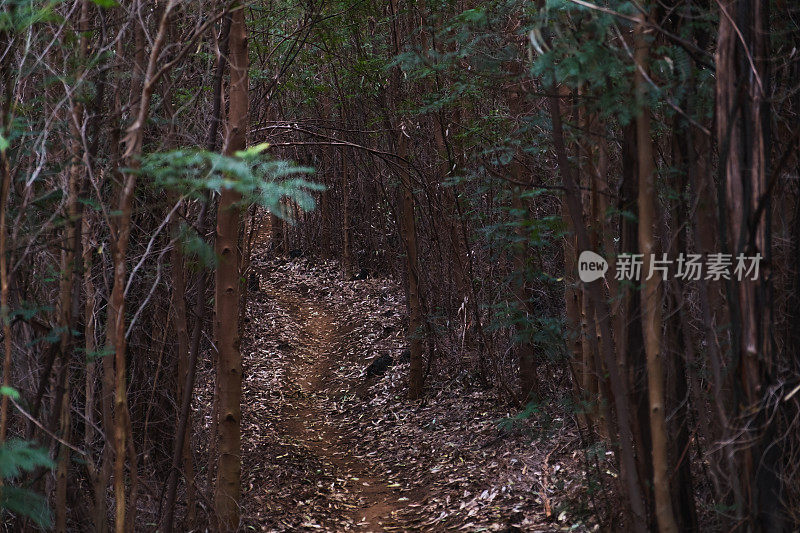 穿过茂密森林的徒步旅行小径