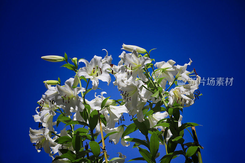 蓝天映衬着芬芳的百合花