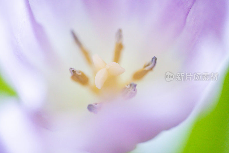 极端特写的郁金香花