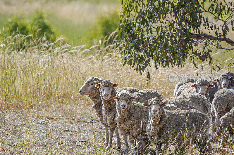 羊群在围场里